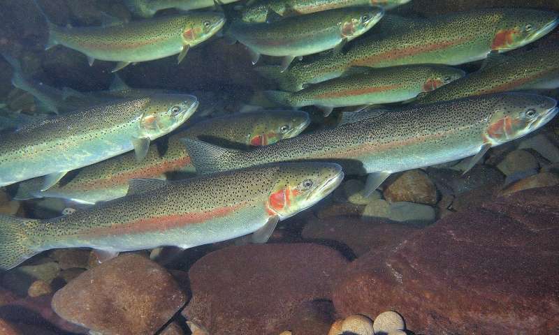 rainbow-trout-fish-farming-in-nepal