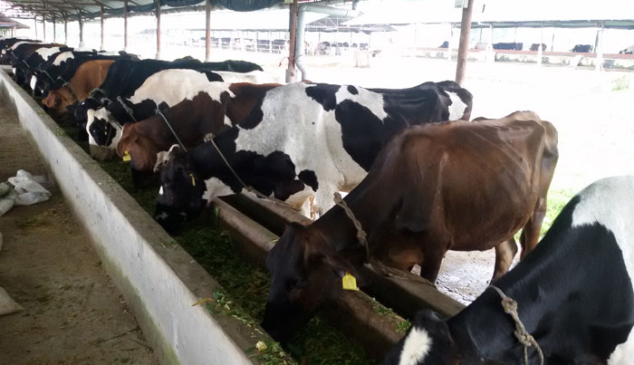 Cattle farming in Nepal: – Kishan Agro Farm